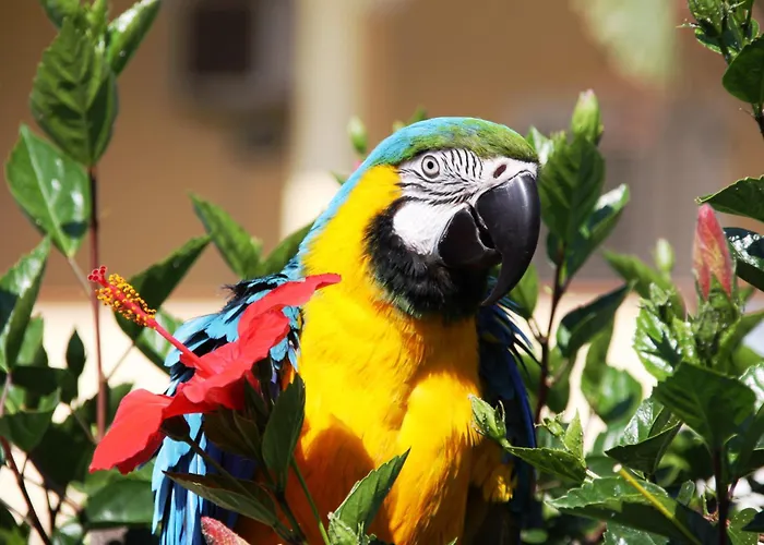 Szálloda Damanse 3*